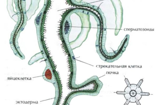 Ссылки кракен 2024