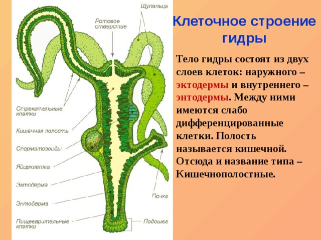 Кракен 05